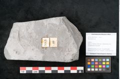 Foto (Objekt + Etikett) von Neuropteris sp.  (NHMW-GEO-2024-0188-10697)